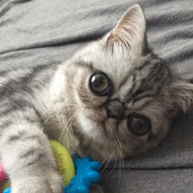 Herman the Scaredy Cat, A Sweet Kitten Whose Giant Eyes Give Him a