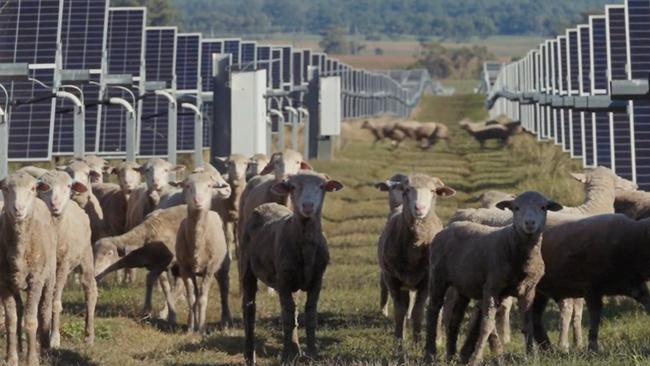 NETWORK SPECIAL.  MUST TALK WITH NETWORK PIC DESK BEFORE PUBLISHING.    .  Farmer Tony Inder, who is running sheep beneath solar panels near Wellington, NSW. Picture: RE-Alliance