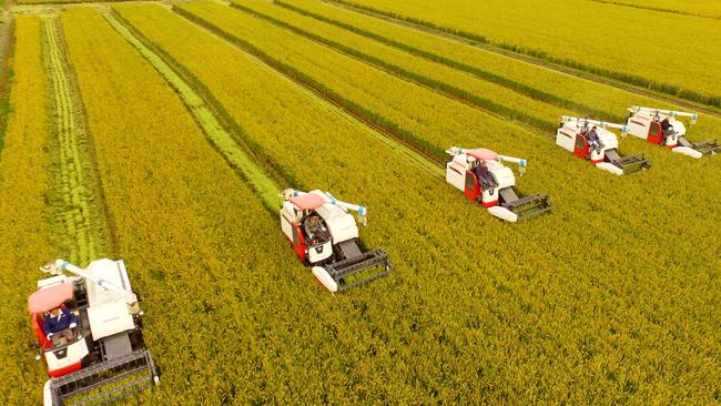 Chinese rice crops have been hit in three provinces that produce some 23 per cent of its output which will force China to import more rice. Picture; AFP