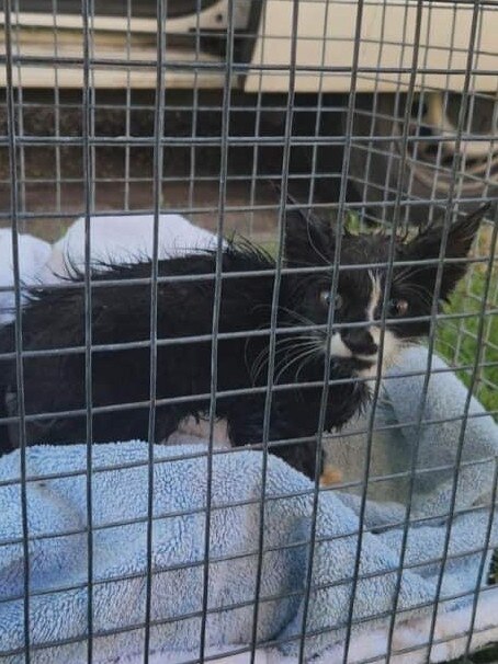 The kitten was taken to the vet for check ups. Picture: Supplied