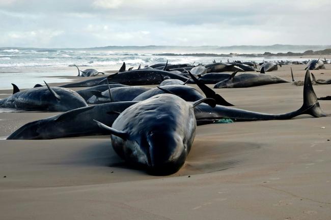 A pod of 157 dolphins lies on the sand of a remote beach in Tasmania. Handout photo from the Department of Natural Resources and Environment Tasmania