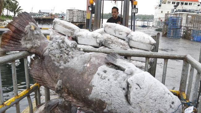 Workers in Benjina, Indonesia, load fish onto a cargo ship bound for Thailand. Seafood caught by slaves mixes in with other fish at a number of sites in Thailand, including processing plants.