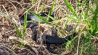 The big black snake seen on the footpath in La Perouse. Photo: Facebook