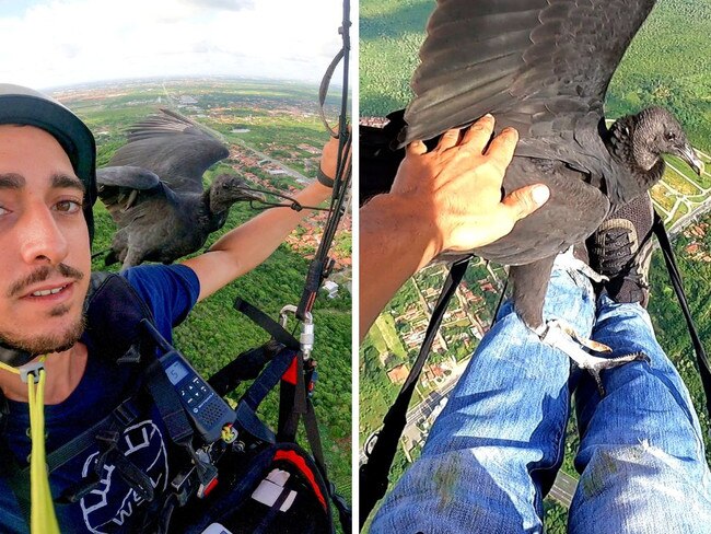 Incredible moment vulture sits on paraglider