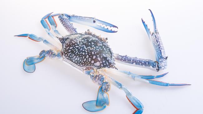 Heavenly eating: blue swimmer crab