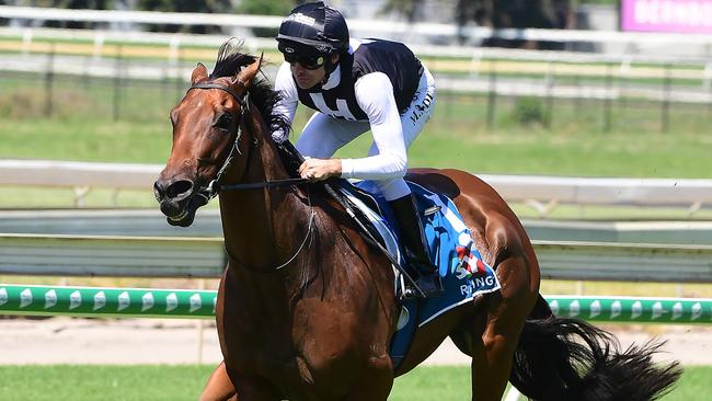 Garibaldi has been well backed to win on Saturday. Picture: Trackside Photography