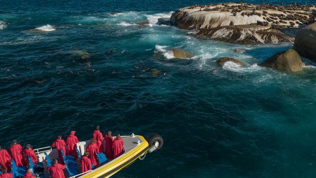 A Pennicott Wilderness Journeys Wilson's Promontory boat trip spots plenty of fur seals. Picture: Pennicott Wilderness Journeys