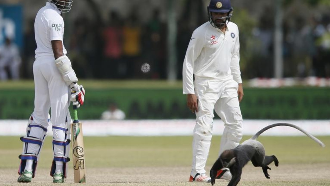 Sri Lanka's Jehan Mubarak and India's Rohit Sharma watch as a monkey runs past them during the third day of their first test cricket match in Galle, Sri Lanka, August 2015. Picture: Reuters