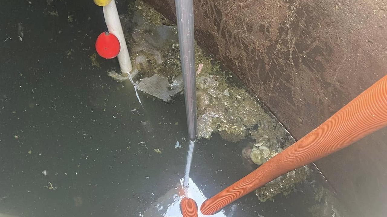 The contaminated water inside of the residential water tank that the kangaroo was retrieved from.