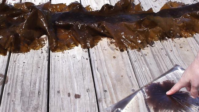 In this June 15, 2017 photo, a sample of a red shrub-like seaweed, bagged in sea water, collected in the waters off Appledore Island, Maine is displayed on a dock next to a blade of kelp. Kelp forests are critical to the fishing industry but are disappearing around the world. The Gulf of Maine is the latest global hotspot to lose kelp. Scientists say the likely culprits are climate change and invasive species. (AP Photo/Charles Krupa)