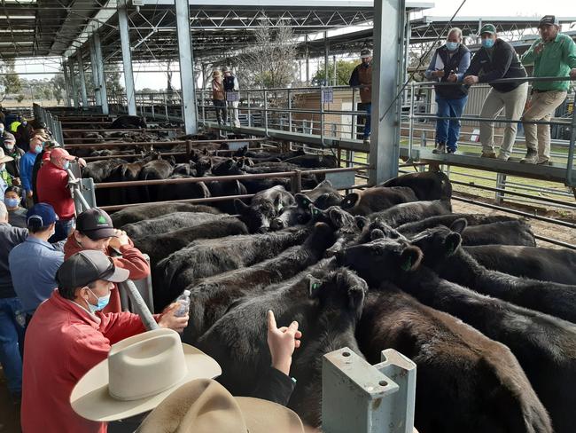 Euroa store cattle sale, June 2, 2021. For The Weekly Times. Picture: Jenny Kelly