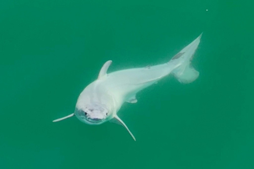 Carlos Gauna caught the great white shark pup on camera apparently just after being born