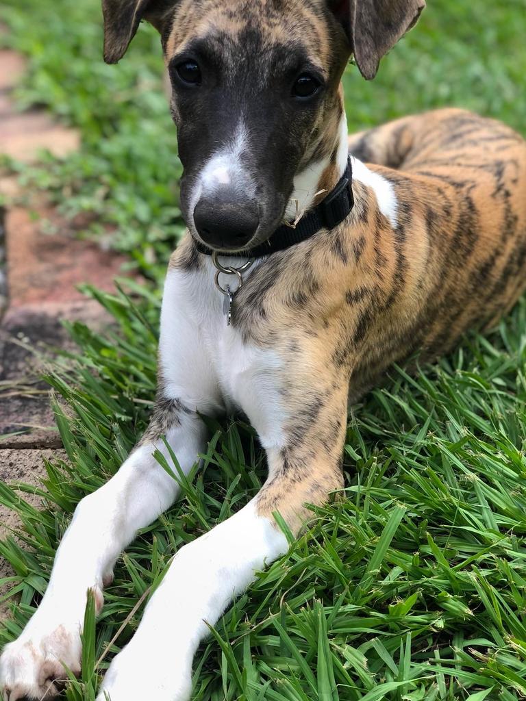 Jasper Thompson – Jasper the whippet loves everyone he meets and is adored by all. This sweet little man loves playing, chasing balls and of course zoomies. Once the playing is done its time for a little nap and a cuddle.