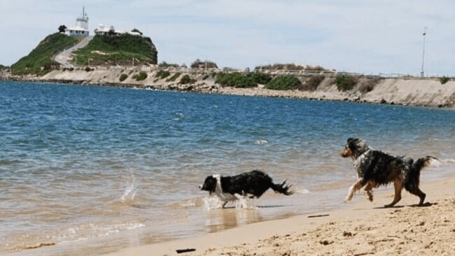 Horseshoe Beach is Newcastle's only off-lead dog-friendly beach. Picture: Visit Newcastle
