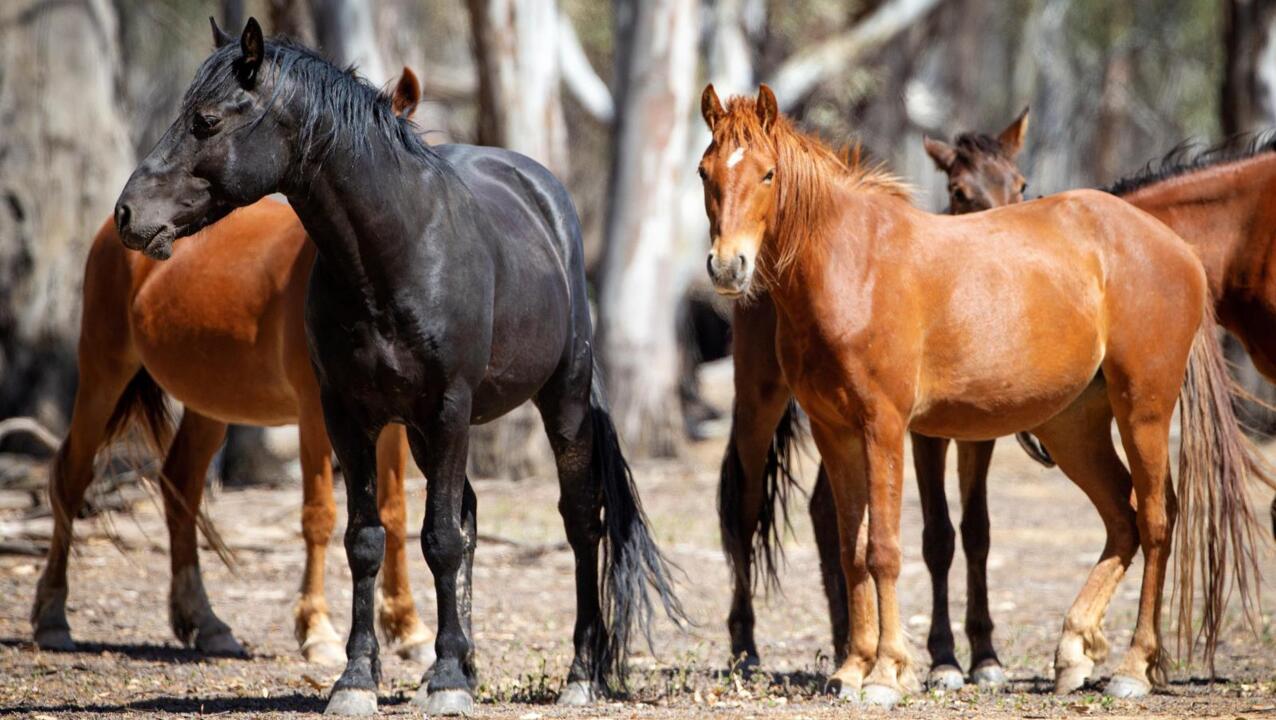 Debate over wild horses in New South Wales