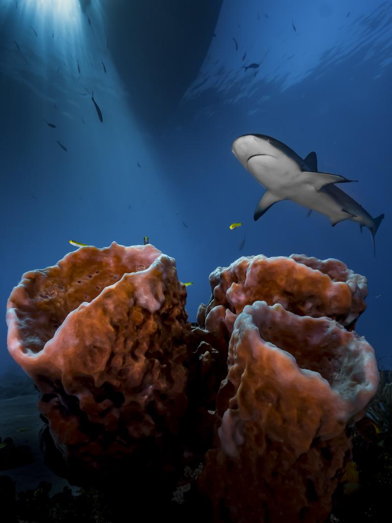 Weary of shooting sharks head-on, and keen to avoid diver’s bubbles in my shot, I decided to turn away from the peak action and the crowds it attracts. Picture: Pier Mane/UPY 2016