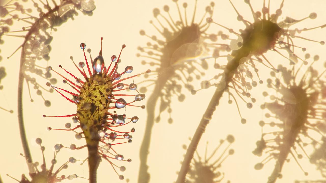 Sundew on the Hatertse Vennen Nature Reserve, Netherlands, winning entry in the Landscapes, Waterscapes, and Flora category. This plant lures it prey with scents, colours and nectar. Picture: Edwin Giesbers