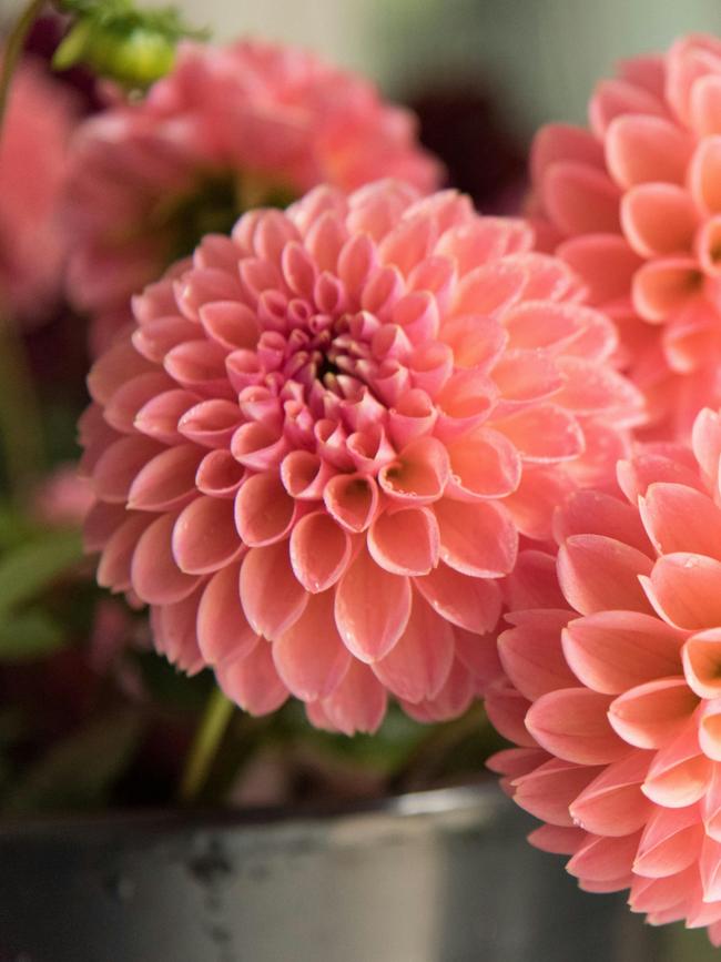 Dahlias