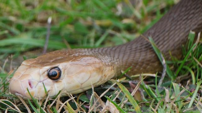 Taipan Cuddles. Picture: Mark Wilson