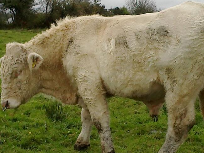 Benjy the bull walks in a field in Couny Mayo Ireland on Sunday Nov. 2, 2014. Benjy faced execution for failure to perform. But Benjy, the gay bull of Ireland, has been saved following a worldwide appeal backed by “The Simpsons” co-creator Sam Simon. Ireland’s Animal Rights Action Network said Tuesday that Simon is paying for Benjy’s transportation to an animal sanctuary in England. Simon, who is battling colon cancer, has been giving away much of the fortune from his television career and is a leading donor to animal welfare causes. Benjy, a Charlerois bull, failed this year to impregnate any heifers at a County Mayo farm in western Ireland. Veterinarians determined he was fertile, but was more attracted to the bull that replaced him. (AP Photo/Joanna McNicholas)