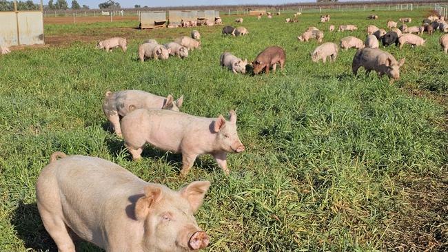 Refalo Free Rang Pork allows pigs to return to the natural instinct while being rotated throughout the property to give pasture time to recover. PICTURE: Supplied.