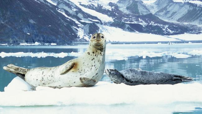 Saying hello to visitors in Glacier Bay, Alaska.