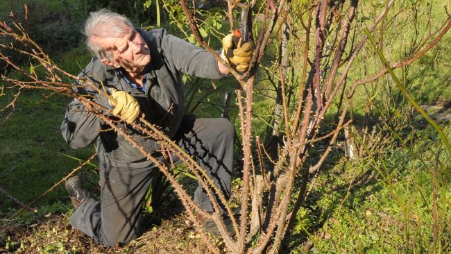 Peter Cundall: Pruning roses can be a prickly affair | The Weekly Times