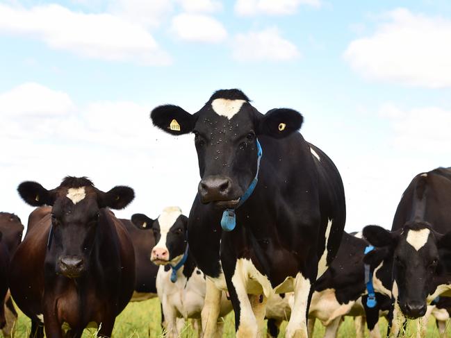 DECISION AG: Organic DairyOrganic dairy farmers, Terry, Pauline and Brendan Hehir. Pictured: Generic dairy cows. Holsteins. PICTURE: ZOE PHILLIPS