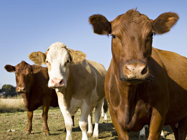 Simmental  & Aberdeen Angus Cow photographed in the field in Denmark.More farm animals here.