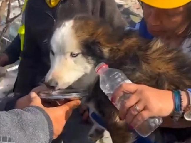 This handout photograph taken and released by Turkish agency DHA (Demiroren News Agency) on March 1, 2023 shows rescues feed a dog with water from a collapsed building 23 days after last month's 7.8-magnitude deadly earthquake. - Rescuers pulled alive a dog from a collapsed building in southern Turkey 23 days after last month's 7.8-magnitude deadly earthquake, local media reported on Thursday. (Photo by DEMIROREN NEWS AAGENCY / DHA (Demiroren News Agency) / AFP) / - Turkey OUT / RESTRICTED TO EDITORIAL USE - MANDATORY CREDIT "AFP PHOTO / DHA (Demiroren News Agency) " - NO MARKETING - NO ADVERTISING CAMPAIGNS - DISTRIBUTED AS A SERVICE TO CLIENTS / TURKEY OUT / RESTRICTED TO EDITORIAL USE - MANDATORY CREDIT "AFP PHOTO / DHA (DEMIROREN NEWS AGENCY) " - NO MARKETING NO ADVERTISING CAMPAIGNS - DISTRIBUTED AS A SERVICE TO CLIENTS