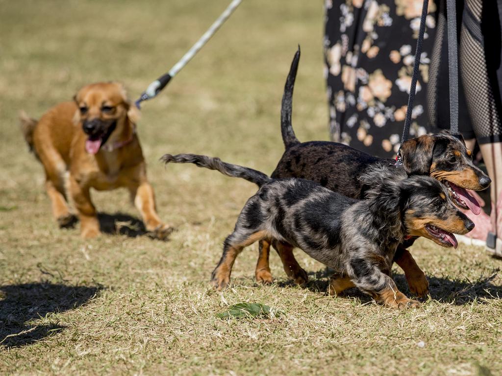 Paws at the Park held at Mudgeeraba showground on Sunday. Picture: Jerad Williams