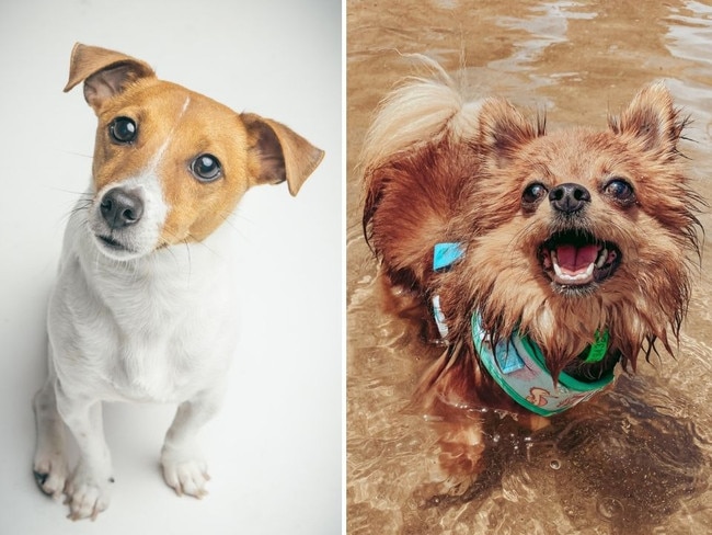 Voting is still open for the Queensland's cutest dog competition. Pictures: supplied