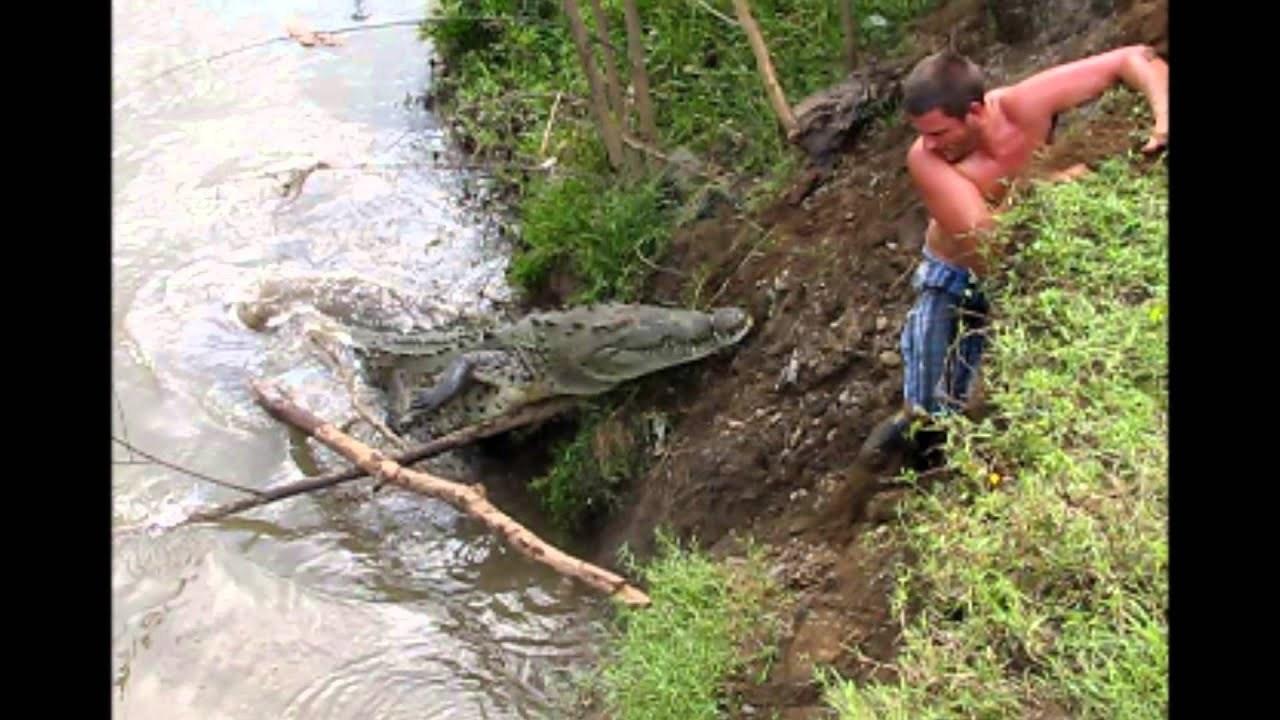 images of crocodile attacks