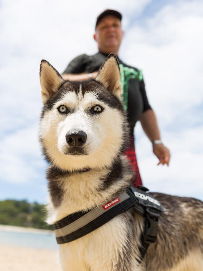 MISHKA: This husky may be a long way from Siberia, but she loves the Gold Coast, especially the beach.