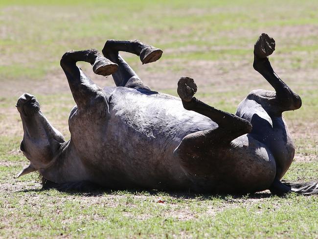 The horses had to cross a swollen creek to the fresh grass. Picture: Peter LorimerHorses rolled around on the ground as fresh patches of grass grew from the rain. Picture: Peter Lorimer