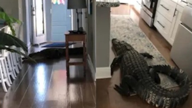 US woman shocked to find two-metre-long alligator crawling through her ...