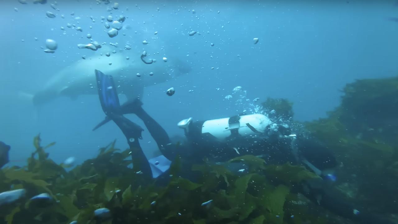 The 4m great white shark swam close to the divers with Tim Ryan telling 9 News it was straight above him with its mouth open a little bit and close enough to touch. Picture: Supplied.