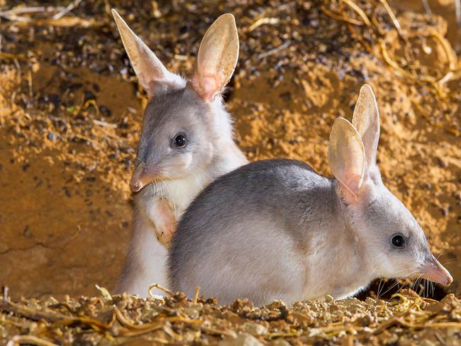 The greater bilby is listed as a vulnerable keystone species, with its close relative the lesser bilby made extinct in the 1950s. It’s important for the ecosystem because of the pits it creates that allow for water penetration. Picture: Bruce Thomson