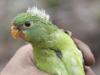 New research reveals grim insight into swift parrot plight