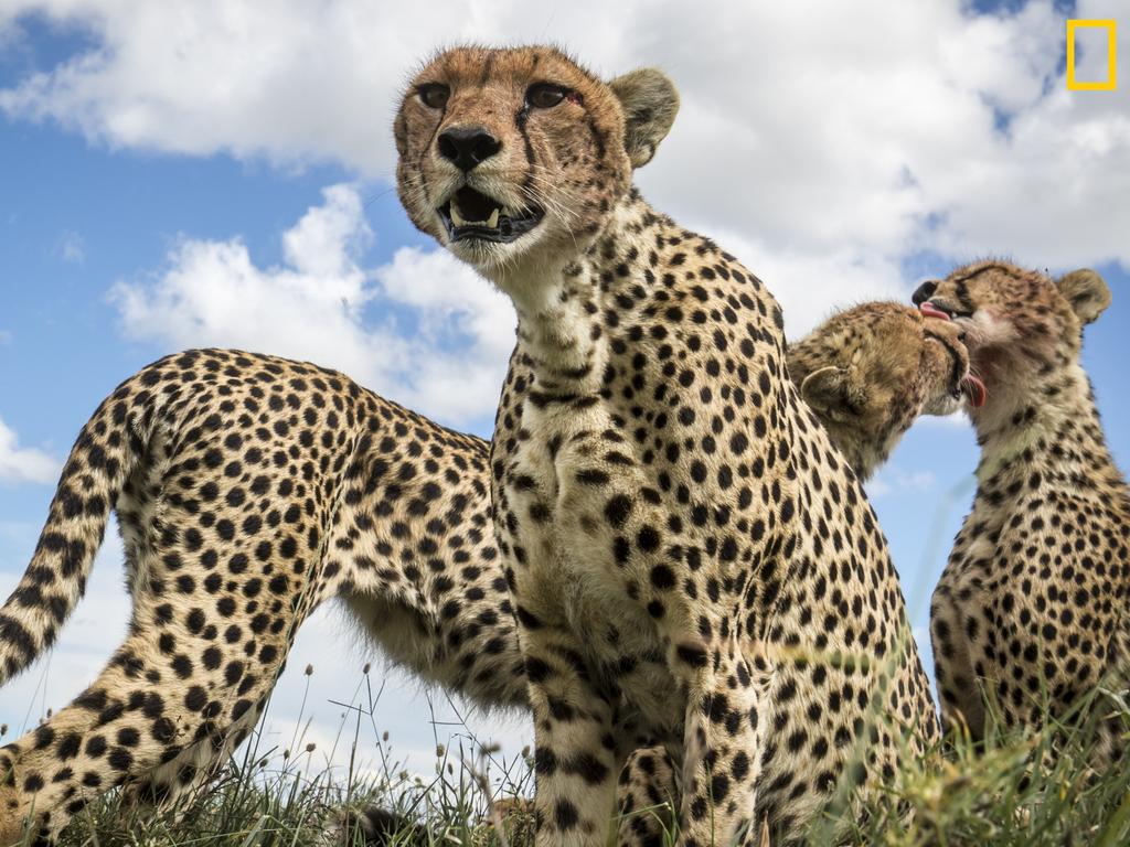 Photo by Sonalini Khetrapal / National Geographic Nature Photographer of the Year contest. Family Reunion. We found them early one morning feasting on a new kill of a springbok. It was fascinating to watch the brothers intermittently embrace each other and lick the blood off each other’s faces while the mother kept guard.