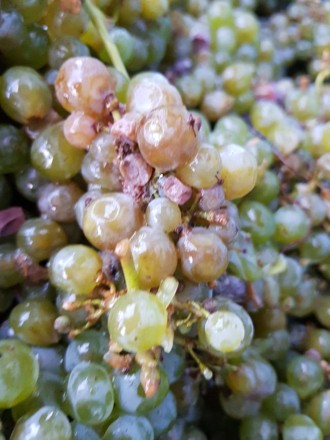 Adverse weather conditions like higher overnight temperatures and rain cause mould and mildew to attack the grape vines.