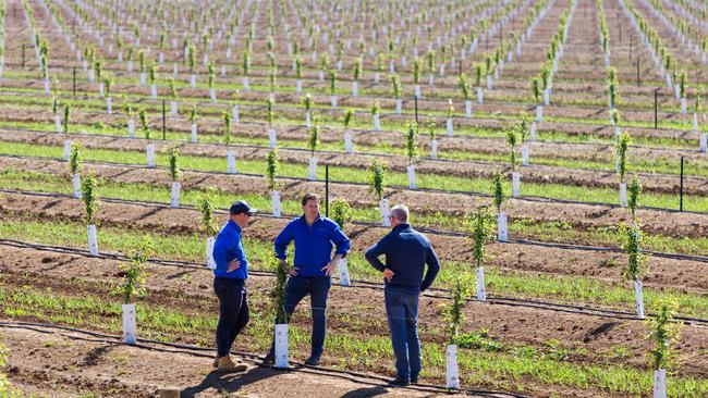 GoFarm managing director Liam Lenaghan (centre) with Sandmount Farm general manager Nick Raleigh (right) and horticulture manager Ben Hayward in an Orchard near Katunga in northern Victoria.