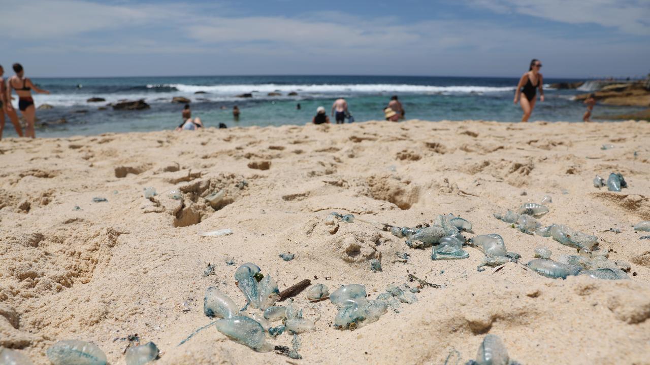 Bluebottle invasion of Sydney beach