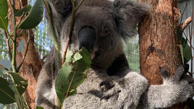 Juniper Beary, a koala rescued from the Tallebudgera area after vehicle strikes.