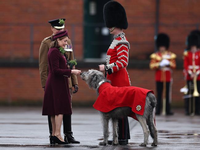 Irish wolfhound Seamus, mascot of the Irish Guards, with his handler Drummer Ashley Dean, receives a shamrock from Lady Ghika, wife of the Regimental Lieutenant Colonel, Major General Sir Christopher Ghika. Picture: AFP