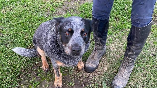 All in a day’s work for Panda the hero blue heeler. Image supplied by Jax Brown