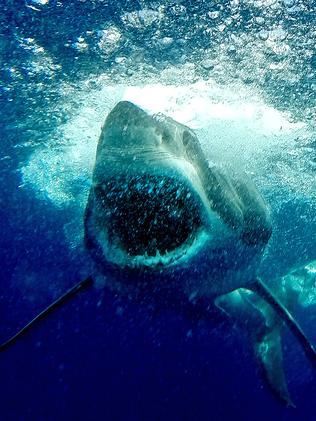 Sarah Williams shark attack: Should we cull sharks or leave them