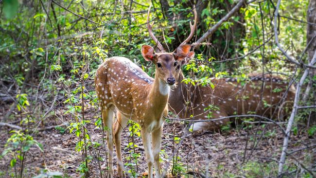 Deer do not loom out of the forest of the night to attack with threats of serious nibbling. Picture: Istock