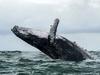 (FILES) In this file photo taken on August 12, 2018 a Humpback whale jumps in the surface of the Pacific Ocean at the Uramba Bahia Malaga National Natural Park in Colombia. - It sounds like a real-life take on "Pinocchio" -- a US lobster fisherman says he was scooped into the mouth of a humpback whale on June 11, 2021 and yet lived to tell the story. (Photo by Miguel MEDINA / AFP)