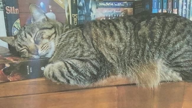 Tiger Tim, a four-year-old tabby male, had been missing for two weeks. Picture: Supplied via NCA NewsWire